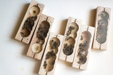 container with queen bees on a white background.