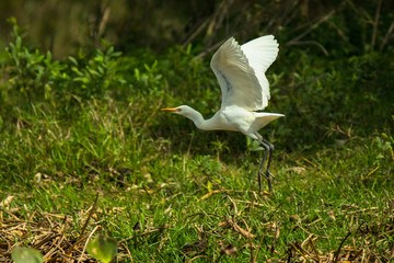 Intermediate egret / Ardea intermedia
