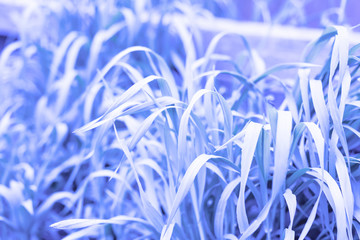 neon color grass background