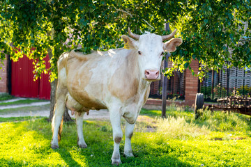 A pretty redhead cow is standing near a tree.
