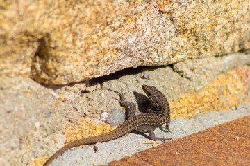 Lizard heating at the sun