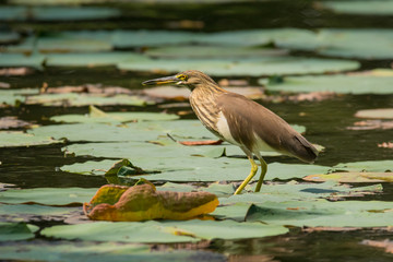 Javan Pond-heron / Ardeola speciosa