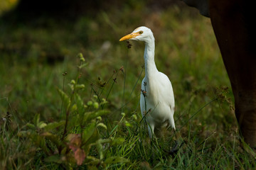 Cattle Egret / Bubulcus ibis