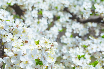 Apple blossoms in spring
