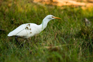 Cattle Egret / Bubulcus ibis