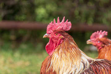 rooster portrait lookin left