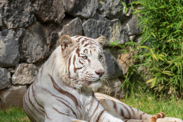 white tiger lying on the grass