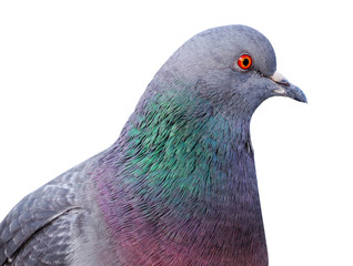 portrait of a dove on a white