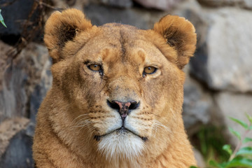 Lioness looking at camera