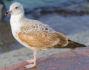 White and grey seagull