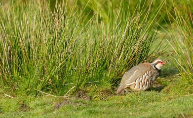 Partridge, Red-Legged or French Partridge in Springtime.  Stood in natural moorland habitat of grasses and reeds. Facing right.  Horizontal.  Space for copy.