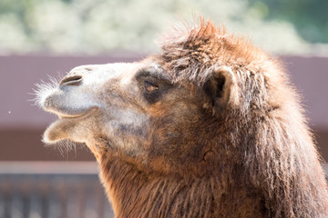 camel portrait looking left