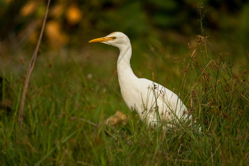 Cattle Egret / Bubulcus ibis