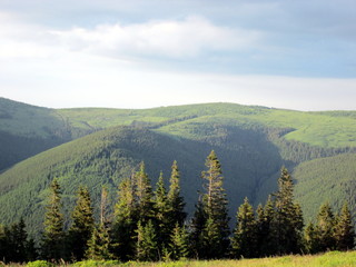 Obraz premium Incredibly beautiful mountains with spruce forests