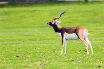 antelope at the praire