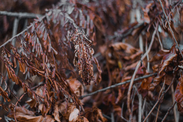 old leaves
