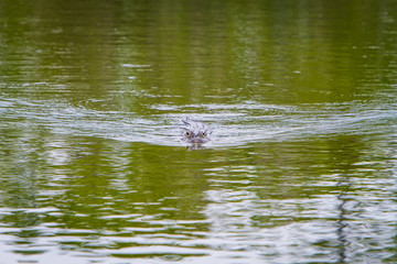 Florida Keys alligator