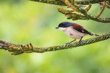 Burmese Shrike / Lanius collurioides