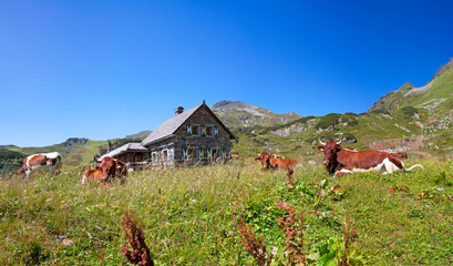 Kühe und Kälber