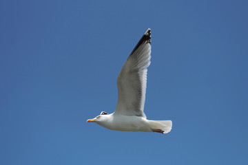 Gull spreading out the wings