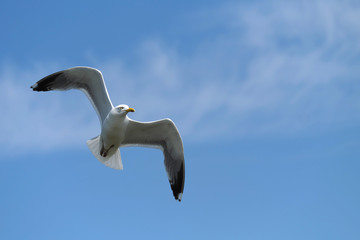 Gull spreading out the wings
