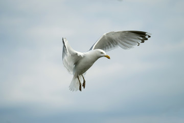Gull spreading out the wings