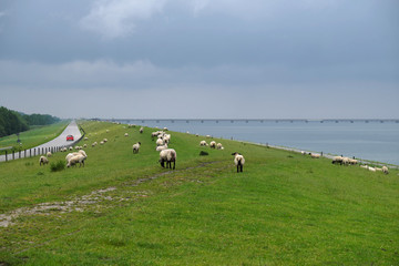 Schafherde auf dem Deich an der Nordsee zwischen Hooksiel und Wilhelmshaven - Stockfoto