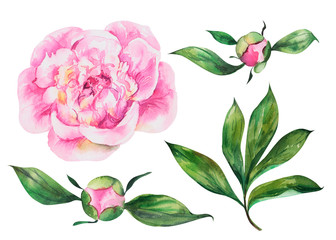 Set of peonies flowers on an isolated white background, watercolor peony illustration, botanical painting, stock illustration.
