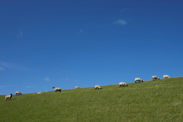 Deich an der Nordseeküste mit Schafen und blauem Himmel im Sommer 2019 - Stockfoto