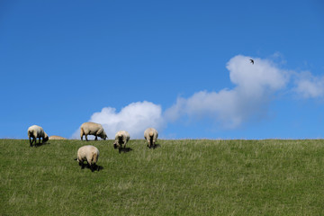 Fototapeta premium Deich an der Nordseeküste mit Schafen und blauem Himmel im Sommer 2019 - Stockfoto