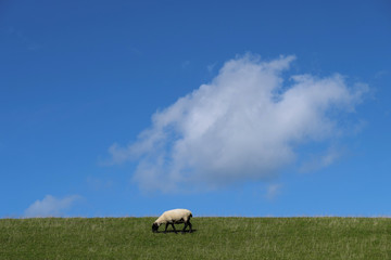 Junges Schaf auf Deich und Blauer Himmel - Stockfoto