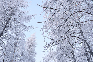 Tall trees in the city Park, covered with frost and snow. The view from the bottom up. Selective focus. Winter beautiful landscape.