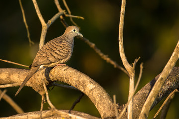 Zebra Dove / Geopelia striata