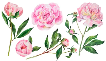 Fototapete Rosen Satz rosa Pfingstrosen, Aquarellblumen auf einem isolierten weißen Hintergrund, Aquarellpfingstrosenillustration, botanische Malerei, Illustration auf Lager.