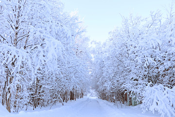 Winter beautiful landscape. Trees covered with snow on a frosty day in the Park. Selective focus