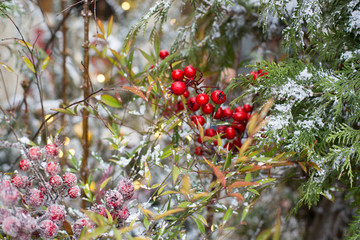 Christmas garden is decorated with