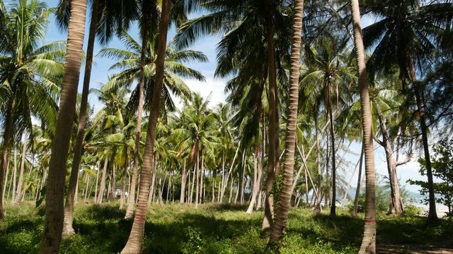 Palm trees on seashore. Coconut palm trees and green grass on beach in Thailand on sunny day. Plantation in tropical paradise exotic country. Ecosystem disturbance and deforestation