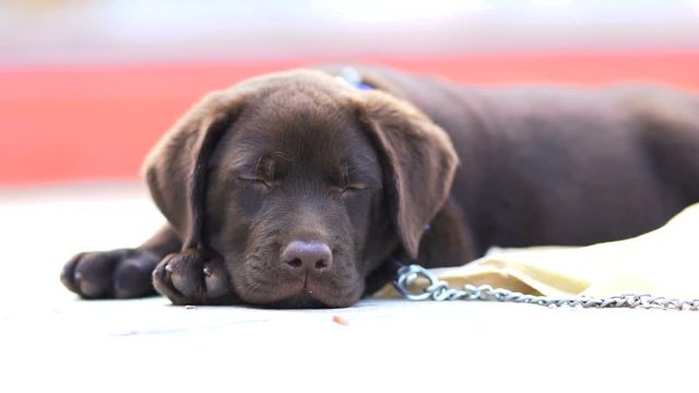 labrador pup resting on an sunny day