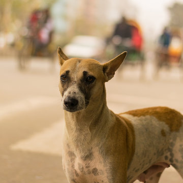 brown and white color indian pariah dog looking at the camera with a curious look
