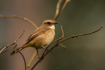 Grey Bushchat / Saxicola ferreus