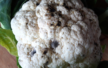 Rotten cauliflower with black mold spots closeup