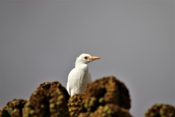 Auf der Insel Fuerteventura im Atlantik findet man auch schöne Vögel.