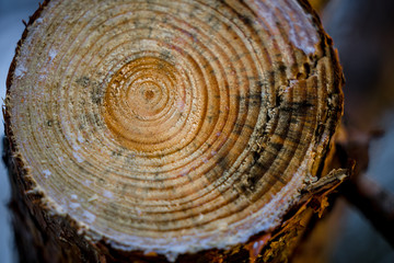 Stump of the pine where concentric tree rings are clearly visible and allow to tell the age of this tree. Estonia, North Europe. 