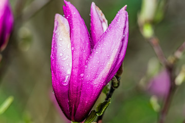 magnolia pink-white flower in bloom with rain droplets in the garden against the background of various shades of green Full frame zoom