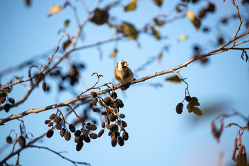 Bullfinch resting