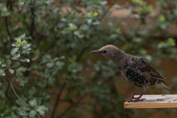 Starling looking
