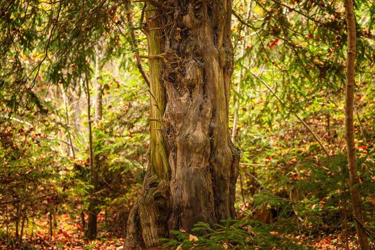 Eiben in einem seltenen Eibenwald in herbstlichem Licht