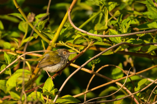 Common Tailorbird / Orthotomus sutorius