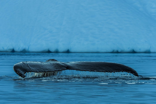 Humpback whales merrily feeding in the rich glacial waters among giant icebergs at the mouth of the Icefjord, Ilulissat, Greenland