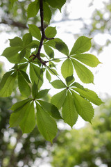 green leaves of a tree